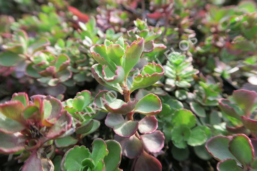 Rozchodník pochybný 'Purpurteppich' - Sedum spurium 'Purpurteppich'