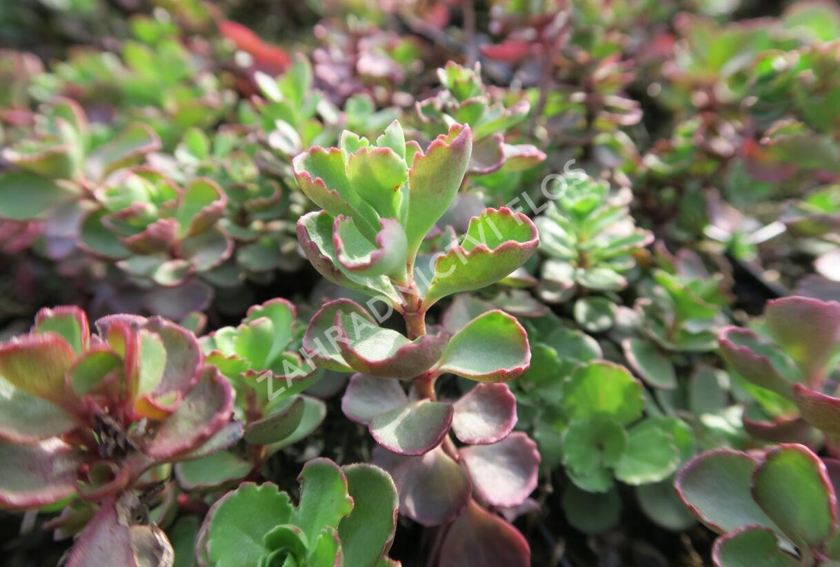 Rozchodník pochybný 'Purpurteppich' - Sedum spurium 'Purpurteppich'