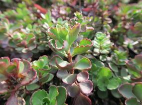 Rozchodník pochybný 'Purpurteppich' - Sedum spurium 'Purpurteppich'