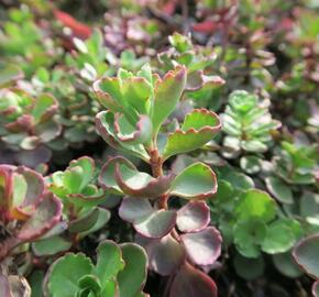 Rozchodník pochybný 'Purpurteppich' - Sedum spurium 'Purpurteppich'