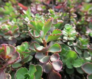 Rozchodník pochybný 'Purpurteppich' - Sedum spurium 'Purpurteppich'
