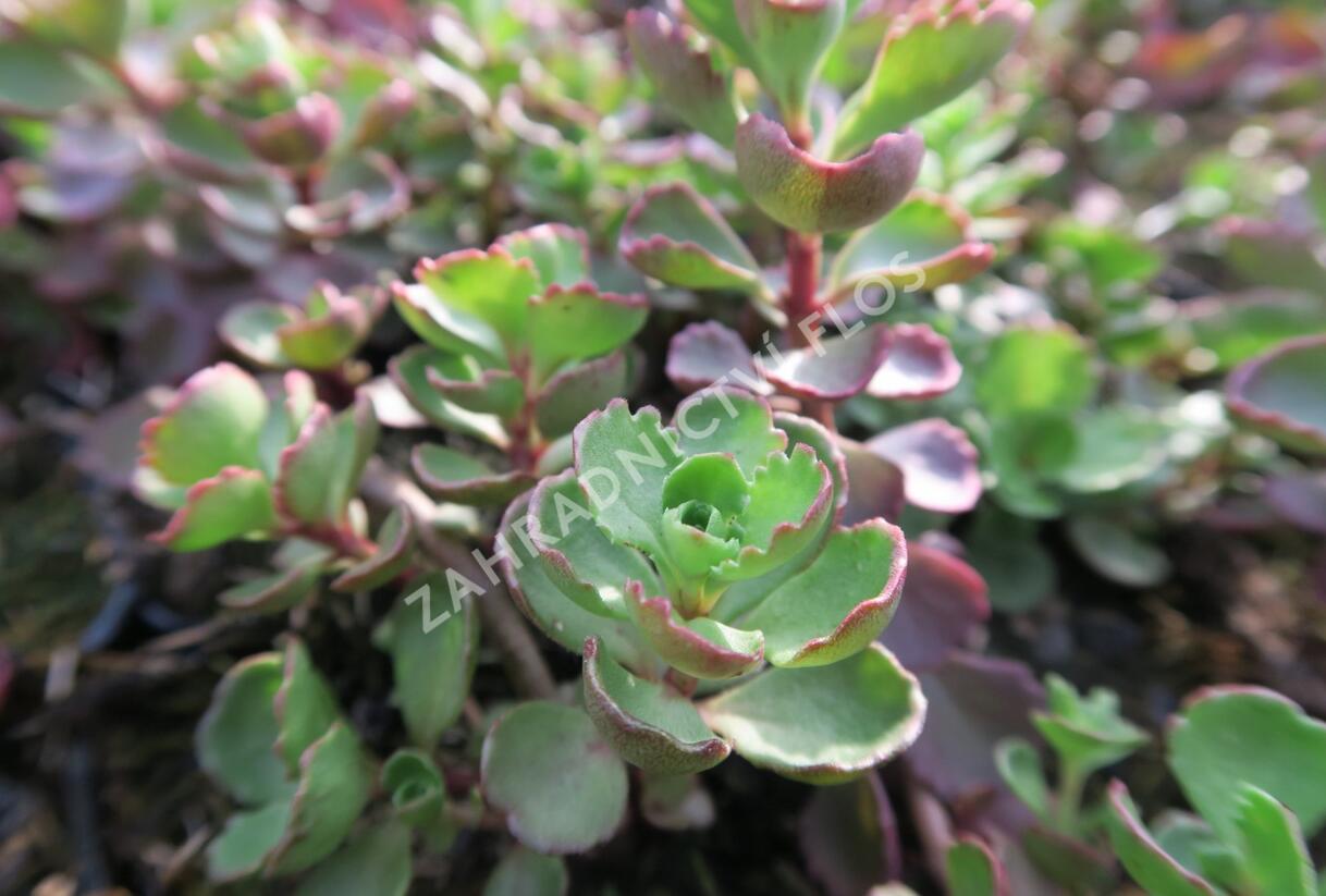 Rozchodník pochybný 'Purpurteppich' - Sedum spurium 'Purpurteppich'