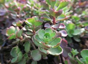Rozchodník pochybný 'Purpurteppich' - Sedum spurium 'Purpurteppich'