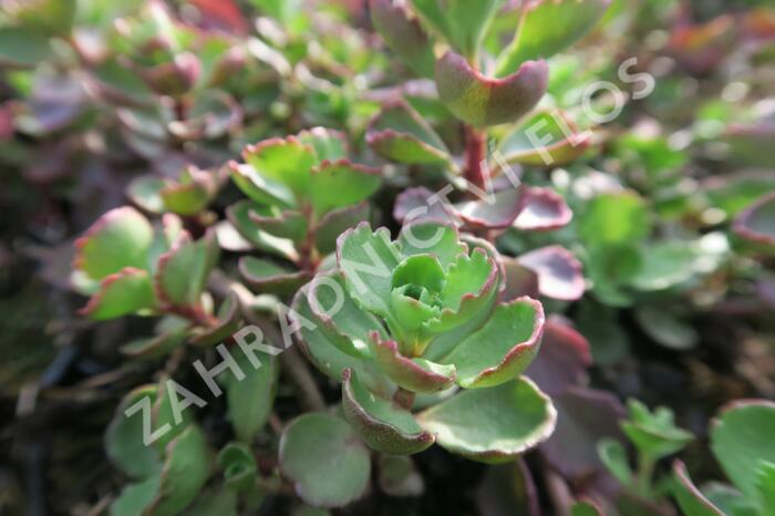 Rozchodník pochybný 'Purpurteppich' - Sedum spurium 'Purpurteppich'