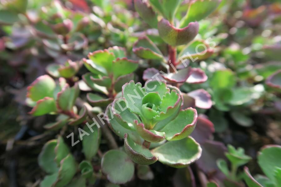 Rozchodník pochybný 'Purpurteppich' - Sedum spurium 'Purpurteppich'