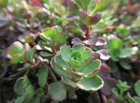 Rozchodník pochybný 'Purpurteppich' - Sedum spurium 'Purpurteppich'