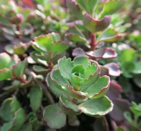 Rozchodník pochybný 'Purpurteppich' - Sedum spurium 'Purpurteppich'