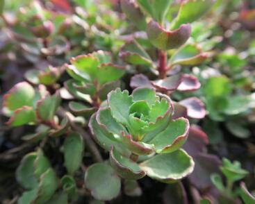 Rozchodník pochybný 'Purpurteppich'