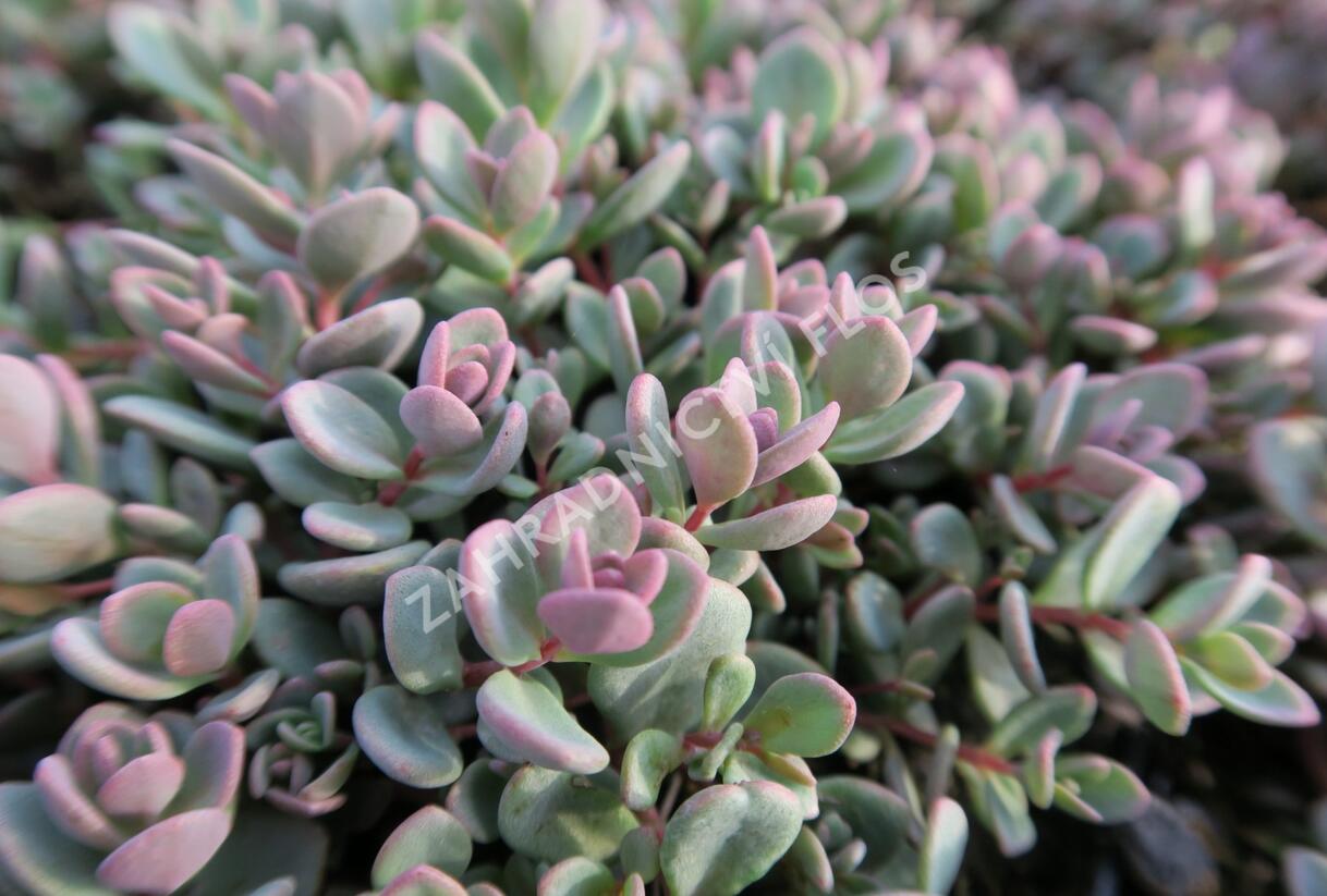 Rozchodník 'Sachalin' - Sedum pluricaule 'Sachalin'