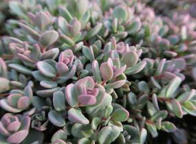 Rozchodník 'Sachalin' - Sedum pluricaule 'Sachalin'