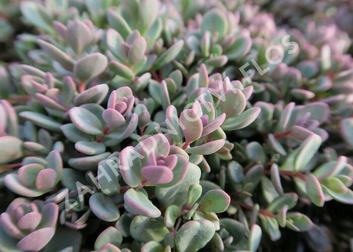 Rozchodník 'Sachalin' - Sedum pluricaule 'Sachalin'