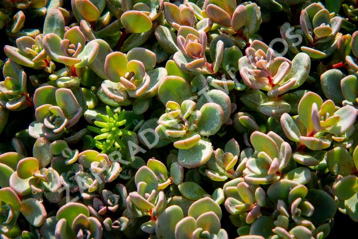 Rozchodník 'Sachalin' - Sedum pluricaule 'Sachalin'
