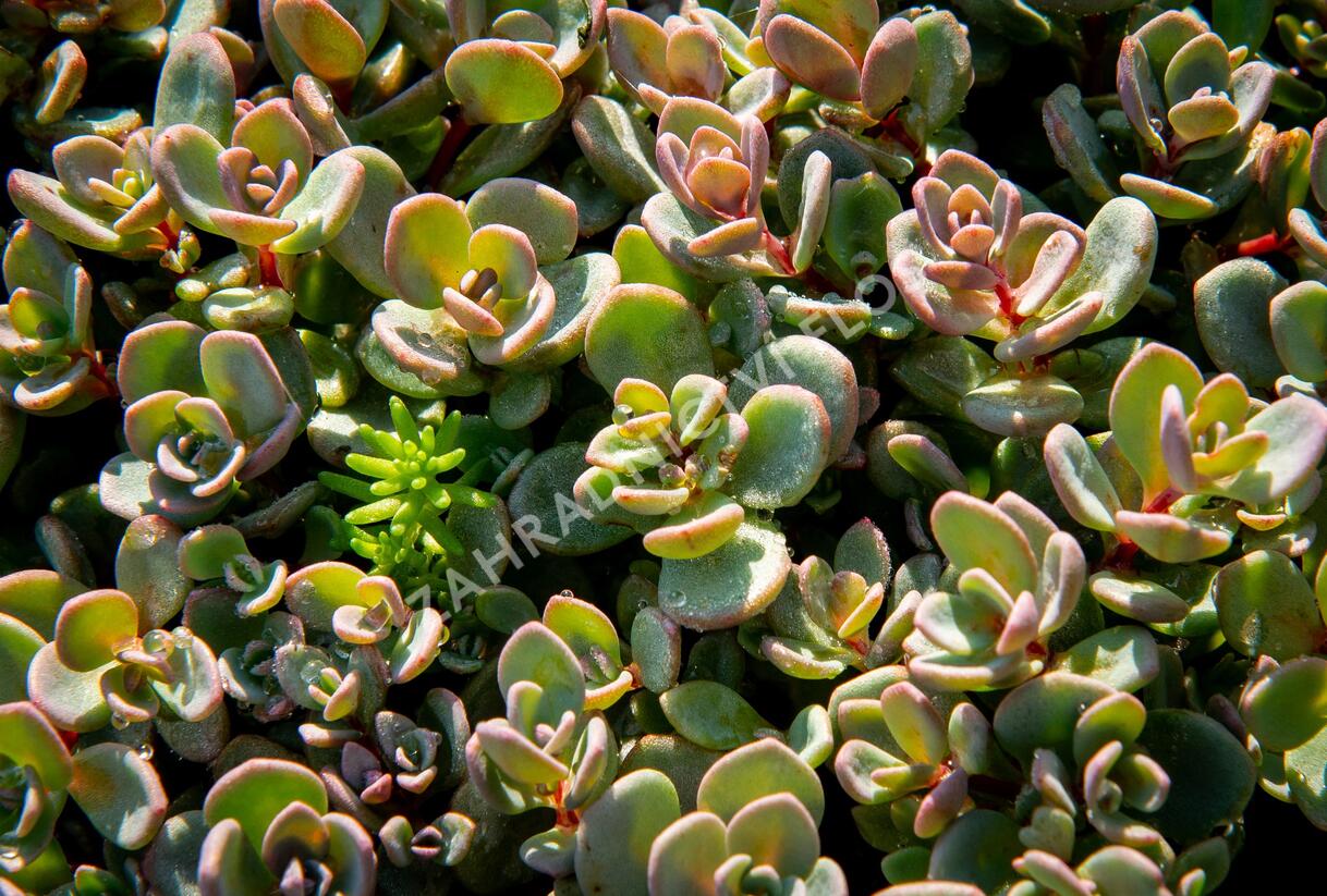 Rozchodník 'Sachalin' - Sedum pluricaule 'Sachalin'
