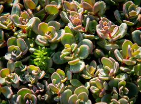 Rozchodník 'Sachalin' - Sedum pluricaule 'Sachalin'
