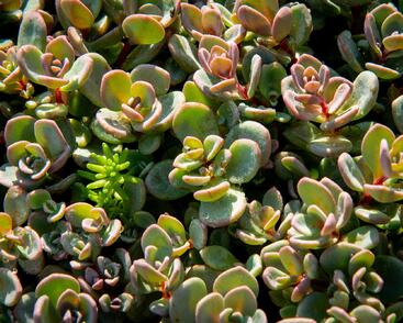 Rozchodník 'Sachalin'