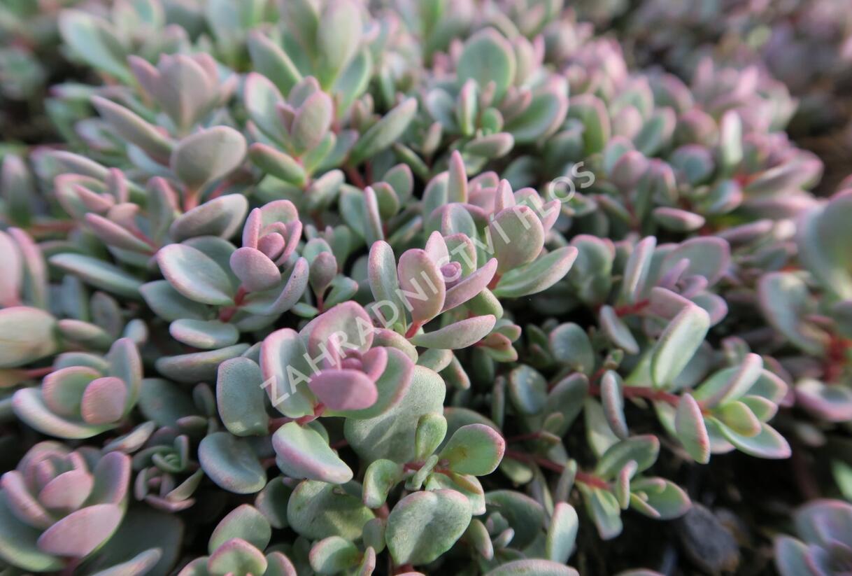 Rozchodník 'Sachalin' - Sedum pluricaule 'Sachalin'