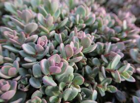 Rozchodník 'Sachalin' - Sedum pluricaule 'Sachalin'