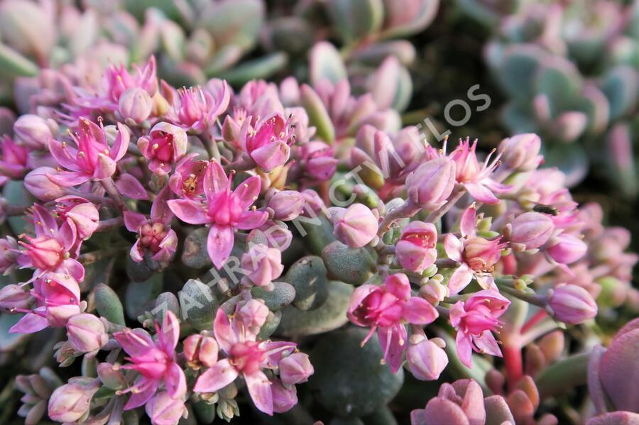 Rozchodník 'Sachalin' - Sedum pluricaule 'Sachalin'