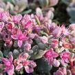 Rozchodník 'Sachalin' - Sedum pluricaule 'Sachalin'