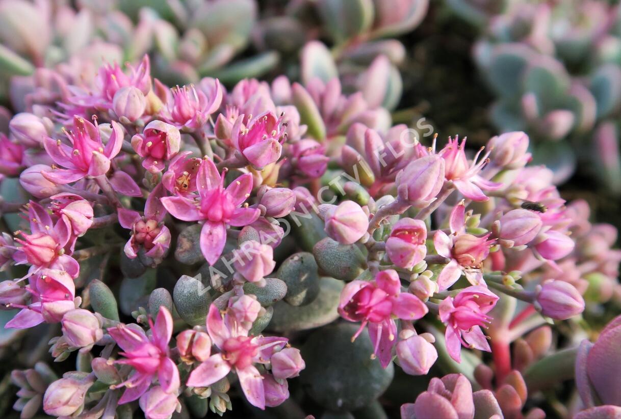 Rozchodník 'Sachalin' - Sedum pluricaule 'Sachalin'