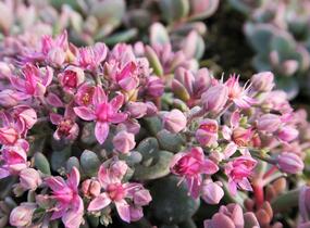 Rozchodník 'Sachalin' - Sedum pluricaule 'Sachalin'