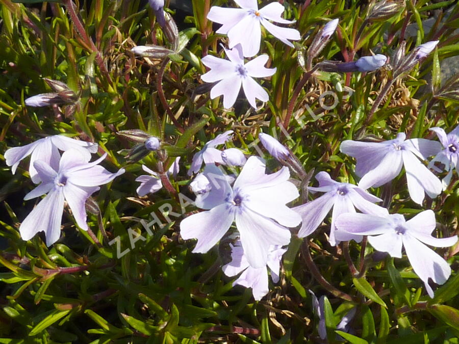 Plamenka 'Lilac Cloud' - Phlox douglasii 'Lilac Cloud'