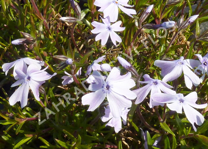 Plamenka 'Lilac Cloud' - Phlox douglasii 'Lilac Cloud'