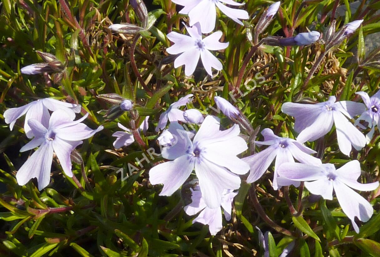 Plamenka 'Lilac Cloud' - Phlox douglasii 'Lilac Cloud'
