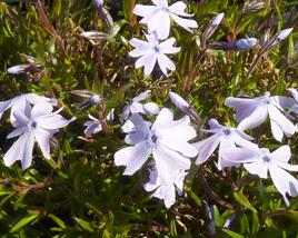 Plamenka 'Lilac Cloud'