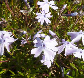 Plamenka 'Lilac Cloud' - Phlox douglasii 'Lilac Cloud'