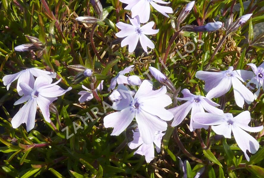 Plamenka 'Lilac Cloud' - Phlox douglasii 'Lilac Cloud'