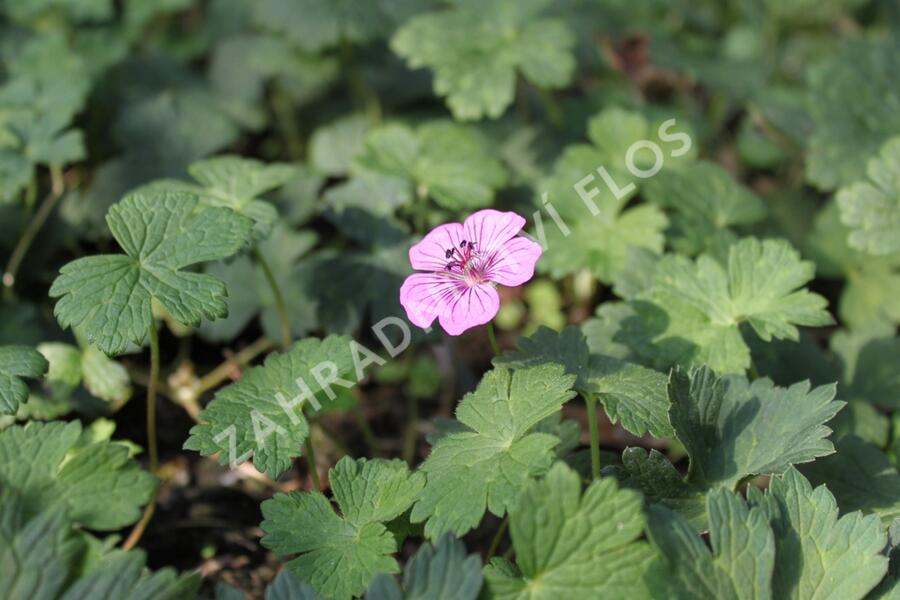 Kakost 'Pink Penny' - Geranium hybridum 'Pink Penny'