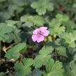 Kakost 'Pink Penny' - Geranium hybridum 'Pink Penny'