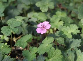 Kakost 'Pink Penny' - Geranium wallichianum 'Pink Penny'