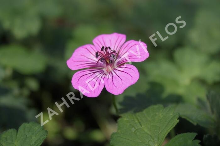 Kakost 'Pink Penny' - Geranium hybridum 'Pink Penny'