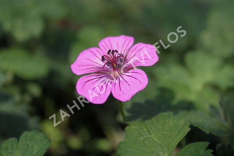Kakost 'Pink Penny' - Geranium hybridum 'Pink Penny'