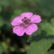 Kakost 'Pink Penny' - Geranium hybridum 'Pink Penny'