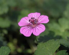 Kakost 'Pink Penny'