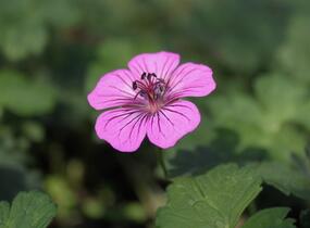 Kakost 'Pink Penny' - Geranium wallichianum 'Pink Penny'