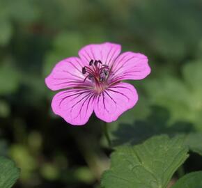 Kakost 'Pink Penny' - Geranium hybridum 'Pink Penny'