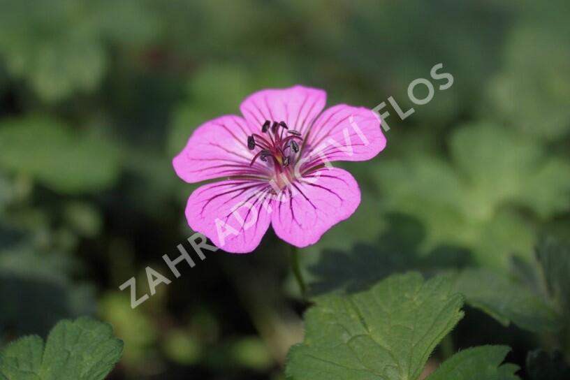 Kakost 'Pink Penny' - Geranium wallichianum 'Pink Penny'