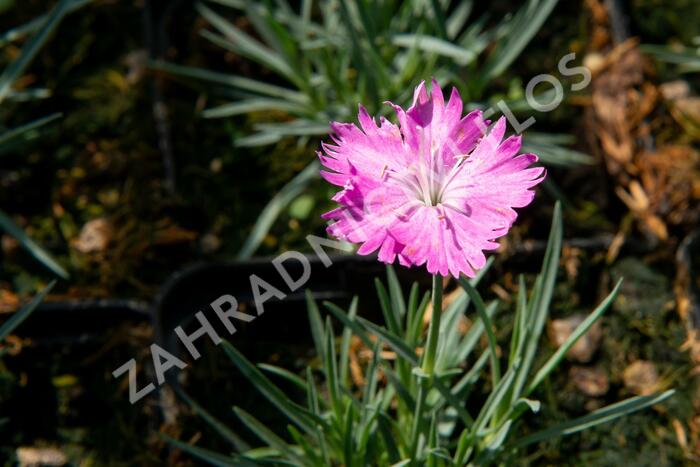 Hvozdík sivý 'Firewitch' - Dianthus gratianopolitanus 'Firewitch'