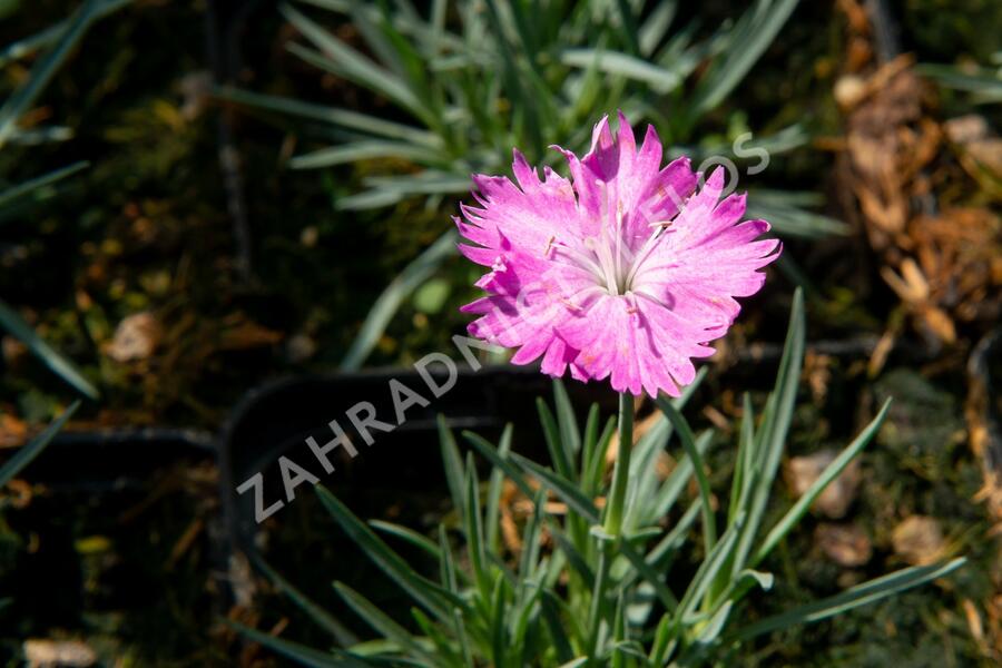 Hvozdík sivý 'Firewitch' - Dianthus gratianopolitanus 'Firewitch'