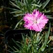 Hvozdík sivý 'Firewitch' - Dianthus gratianopolitanus 'Firewitch'