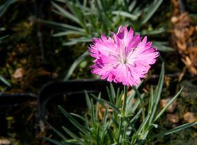 Hvozdík sivý 'Firewitch' - Dianthus gratianopolitanus 'Firewitch'