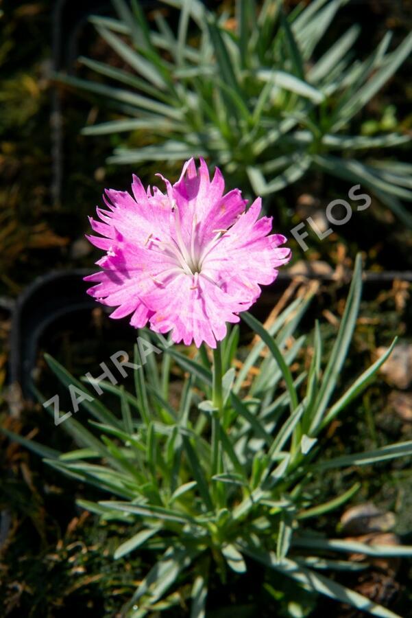 Hvozdík sivý 'Firewitch' - Dianthus gratianopolitanus 'Firewitch'