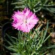 Hvozdík sivý 'Firewitch' - Dianthus gratianopolitanus 'Firewitch'