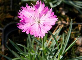 Hvozdík sivý 'Firewitch' - Dianthus gratianopolitanus 'Firewitch'