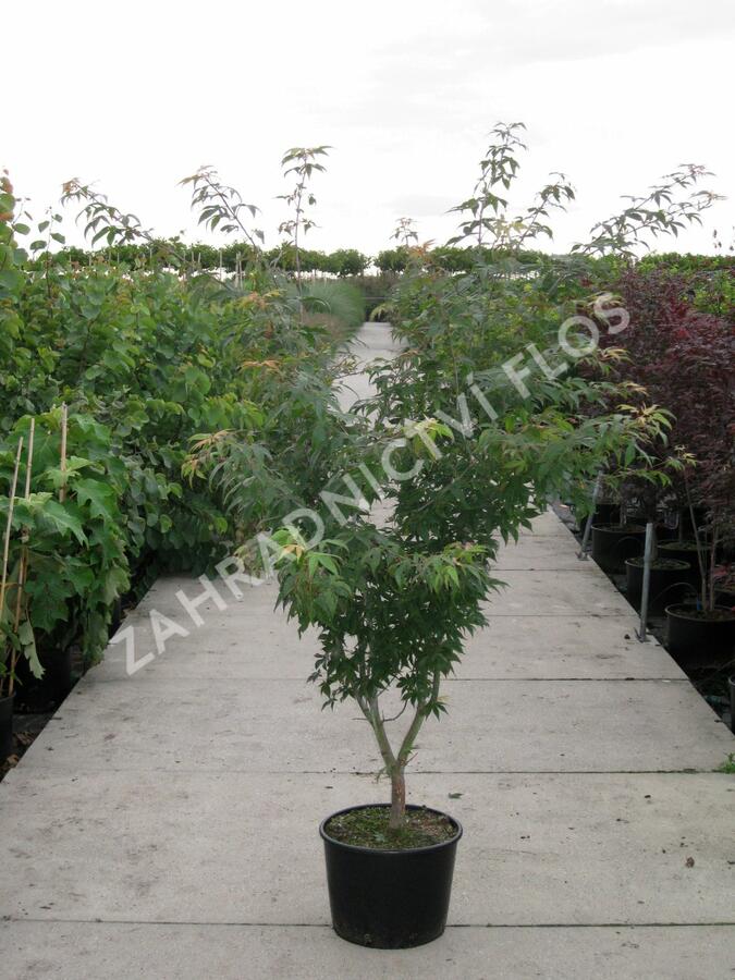 Javor dlanitolistý 'Osakazuki' - Acer palmatum 'Osakazuki'