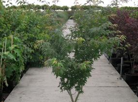 Javor dlanitolistý 'Osakazuki' - Acer palmatum 'Osakazuki'